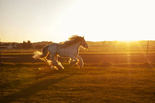 Gypsy horse galloping through the field sunset evening — Stock Photo, Image