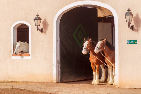 Två clydesdale hästar som bor nära stallet — Stockfoto