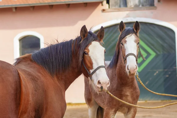 Dois cavalos clydesdale que ficam perto do estábulo — Fotografia de Stock