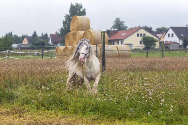 Weißhengst auf dem Feld — Stockfoto