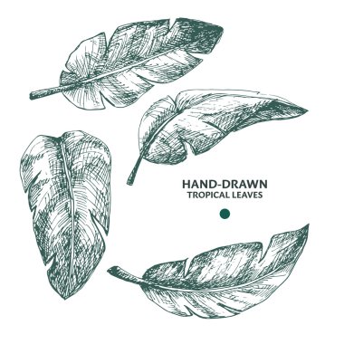 Çizilmiş muz palmiye yaprakları.