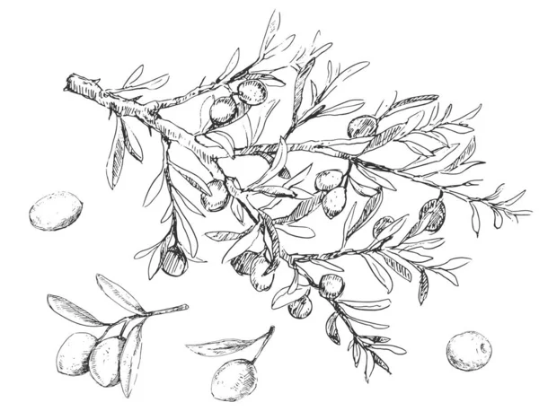 큰 감람나무와 열매 삽화 — 스톡 벡터