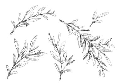 Zeytin dalları sadece vintage tasarım bırakır