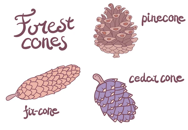 Ensemble de cônes de conifères forestiers — Image vectorielle