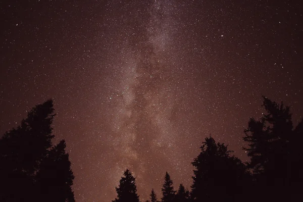 The Milky Way and some trees — Stock Photo, Image