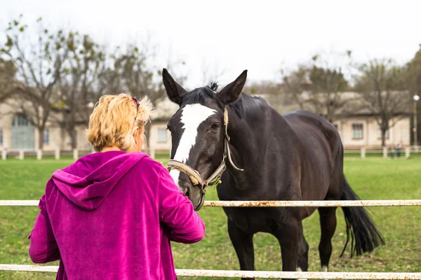 Persone alla ricerca di bel cavallo nero al giorno d'estate — Foto Stock