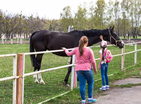 Ludzie patrząc na piękny czarny koń w letni dzień — Zdjęcie stockowe