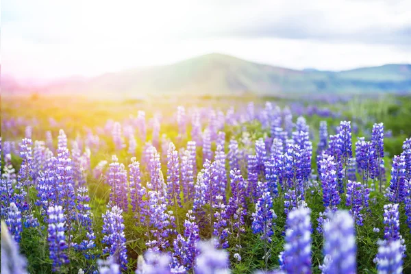 Beau paysage islandais Lupine Bluebonnet champ dans le sud de l'Islande — Photo