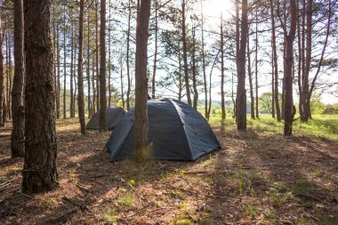 Sabahın erken saatlerinde kamp. Güneşli gün güzel orman yakın