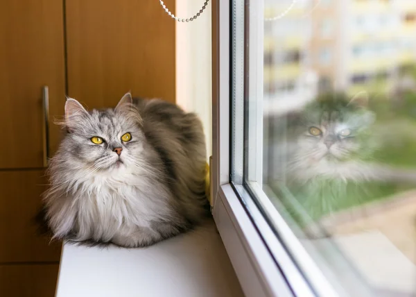 Gato fofo cinza bonito sentado no peitoril da janela e olhando para uma janela — Fotografia de Stock