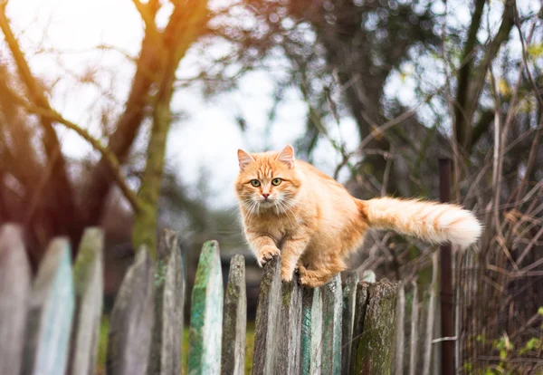 Пушистый рыжий кот ходит по старому деревянному забору Стоковое Фото