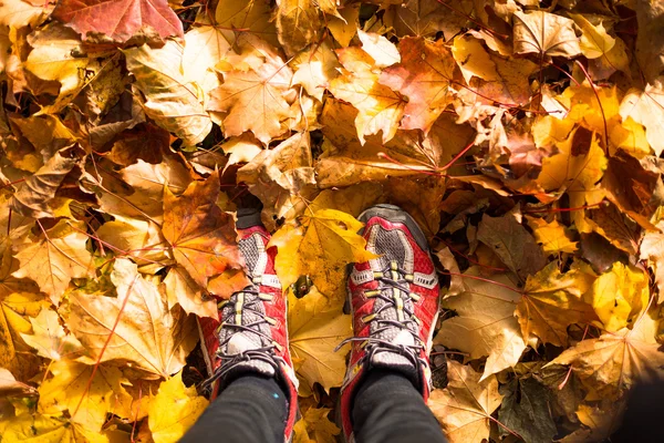 红色的运动鞋是在黄色的树叶上. — 图库照片