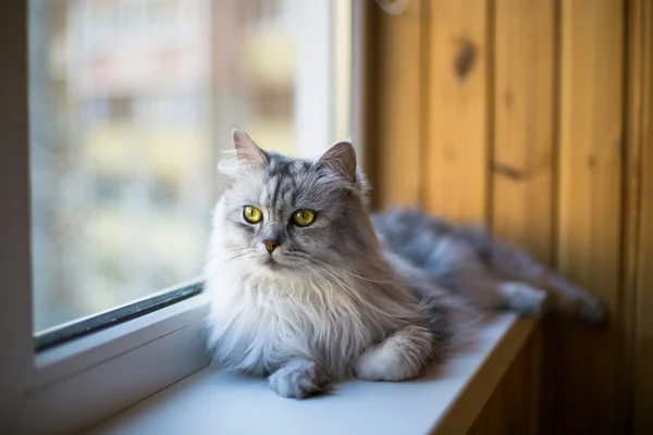 Красивая серая кошка сидит на подоконнике и смотрит в окно — стоковое фото