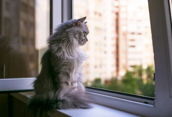 Gato cinza bonito sentado no peitoril da janela e olhando para fora de uma janela — Fotografia de Stock