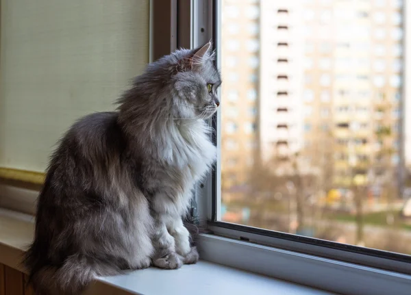 Schöne graue Katze sitzt auf Fensterbank und schaut aus dem Fenster — Stockfoto