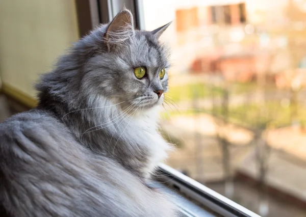 Gato cinza bonito sentado no peitoril da janela e olhando para fora de uma janela — Fotografia de Stock