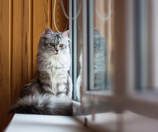 Gato cinza bonito sentado no peitoril da janela e olhando para fora de uma janela — Fotografia de Stock