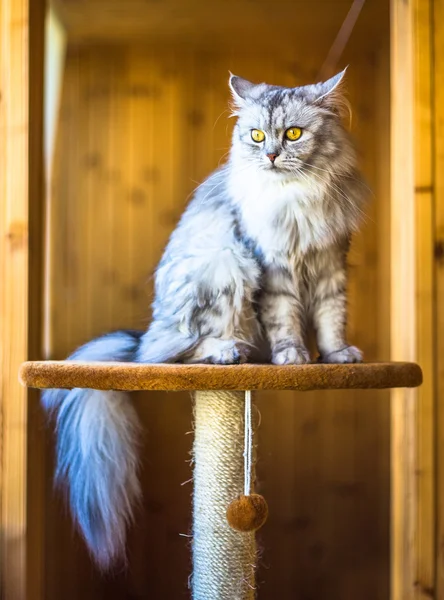 Красивая серая кошка сидит на подоконнике и смотрит в окно — стоковое фото