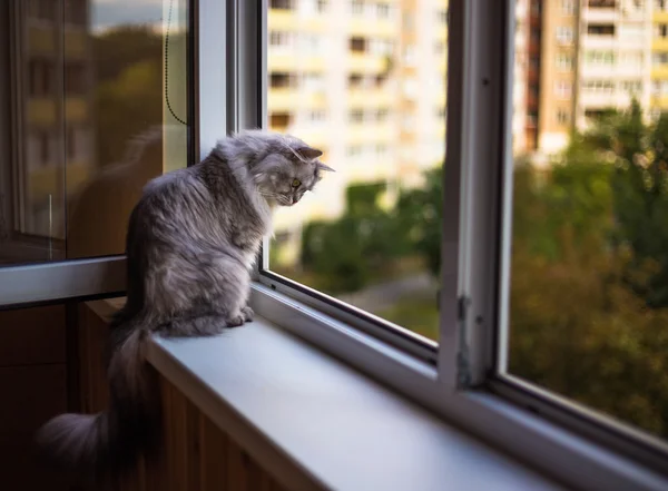 Gato cinza bonito sentado no peitoril da janela e olhando para fora de uma janela — Fotografia de Stock