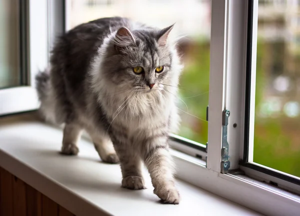 Gato cinza bonito sentado no peitoril da janela e olhando para fora de uma janela — Fotografia de Stock