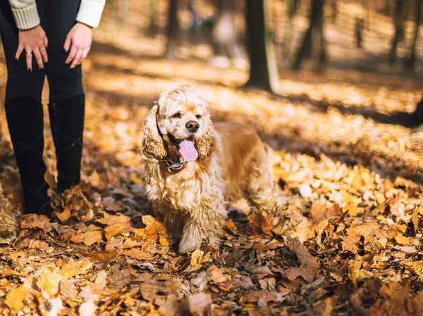 Genç güzel kadın ve köpeğini de dışında poz (American Cocker Spaniel) zaman düşmek — Stok fotoğraf