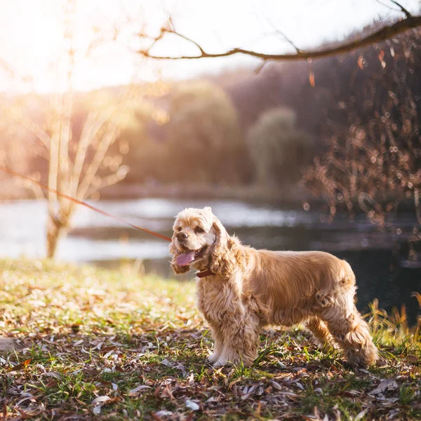 Joven hermosa mujer y su perro (American Cocker Spaniel) posando fuera en el otoño — Foto de Stock