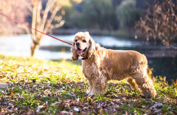 Ung vacker kvinna och hennes hund (amerikansk Cocker Spaniel) poserar utanför på falla tid — Stockfoto