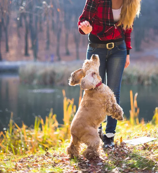 年轻漂亮的女人和她的狗 (美国可卡犬) 在外面摆姿势下降时间 — 图库照片