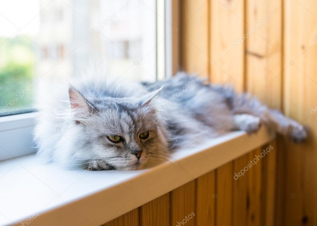 Beautiful grey cat sitting on windowsill and looking out of a window