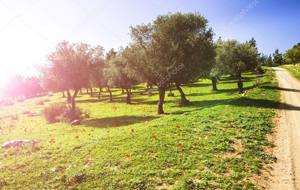 Olive trees in sunny morning day