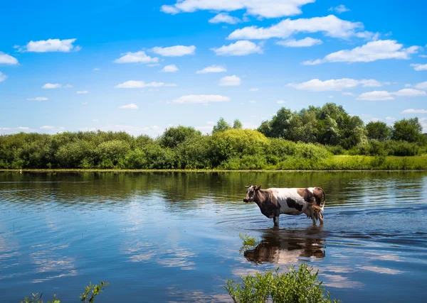 夏の川を牛します。 — ストック写真
