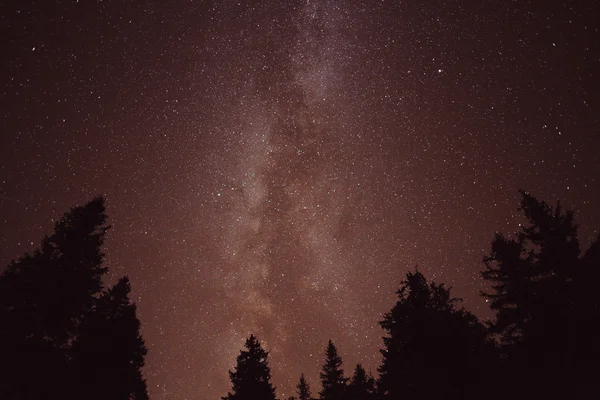 Via Láctea e algumas árvores — Fotografia de Stock