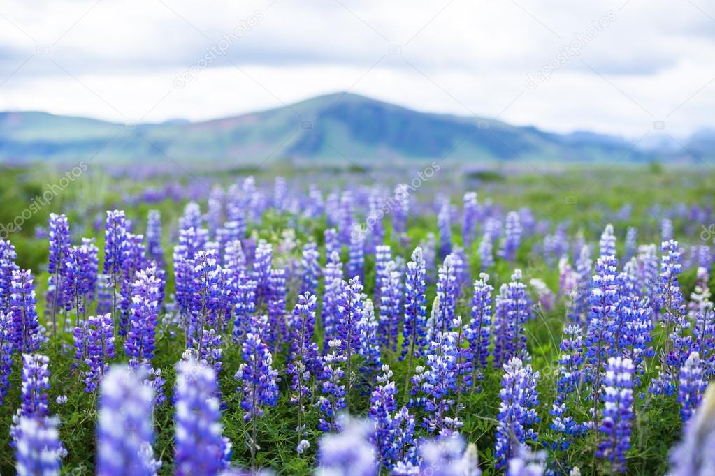 Lupine Bluebonnet field in Iceland