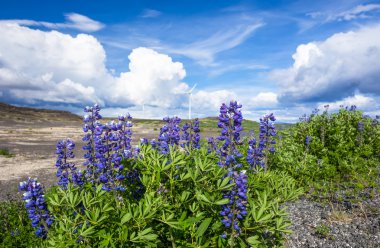 Road with Lupine in Iceland clipart