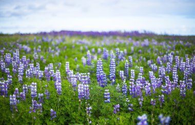 Lupine field in South Iceland. Bluebonnet. Skaftafell national park clipart