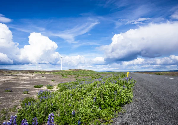 Road with Lupine in Iceland