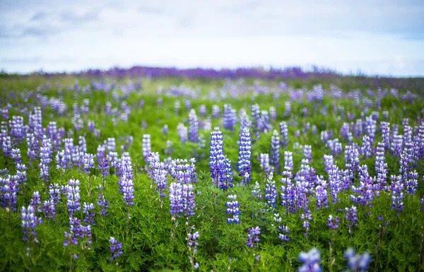 Люпин поле в Южной Исландии. Bluebonnet. Скафтафелл Лицензионные Стоковые Фото