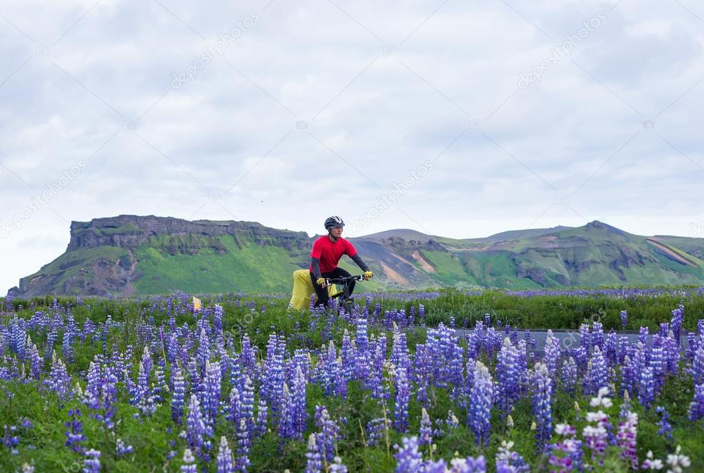Biker with lupine during icelandic trip at summer time 