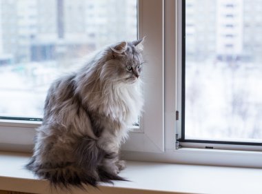 Pencere kenarında oturan ve pencereye arıyorum güzel gri kedi