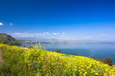 Yellow flowers near sea of Galilee clipart