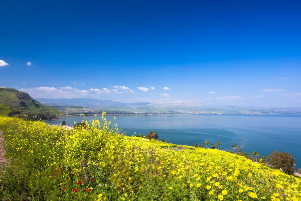 Flores amarelas perto do mar da Galiléia — Fotografia de Stock