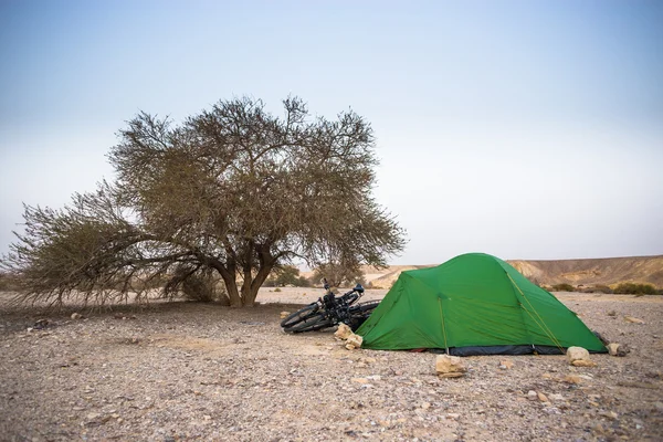 Tenda verde perto de árvore de manhã — Fotografia de Stock