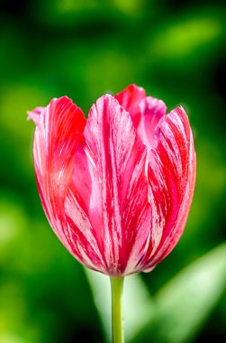 Bahçede pembe laleler