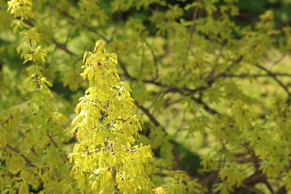 Un rayon de soleil sur la branche fleurie du chêne — Photo