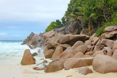 Plaj kayalar ve palmiye ağaçları. Seyşel Adaları