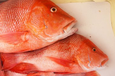 Tekne katında büyük red snapper