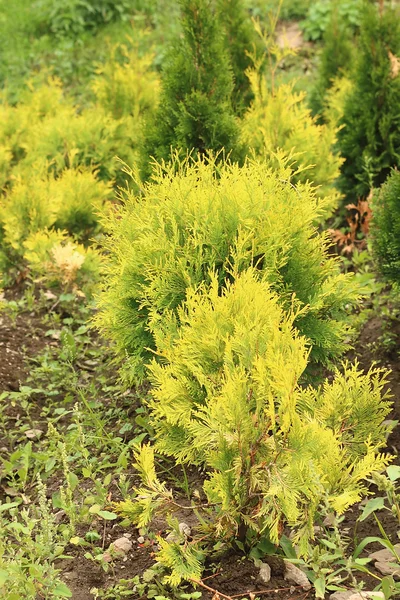 Sapin dans la pépinière forestière — Photo