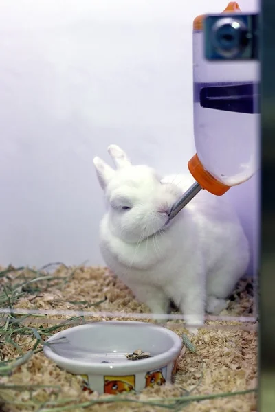 Witte konijn drinkt water uit de bidon Stockfoto