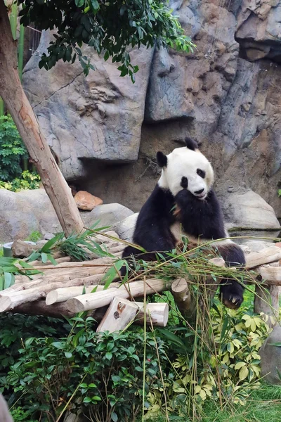 Hong Kong Ocean park bambu yemek panda