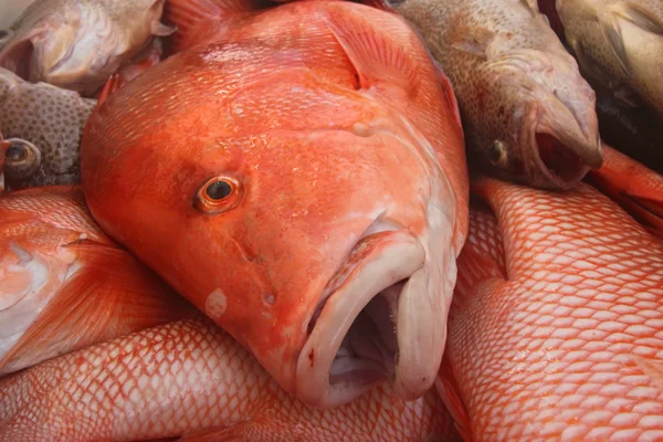 当天，红鲷鱼捕获 免版税图库图片
